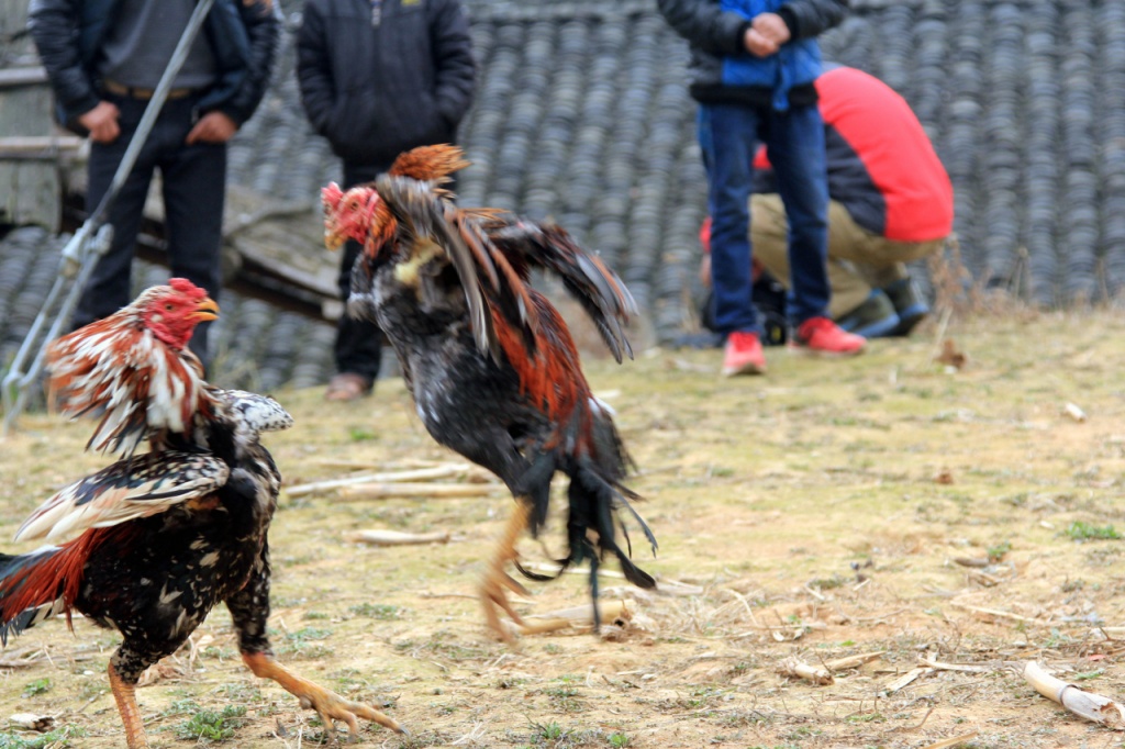 中国斗鸡论坛最新-中国斗鸡论坛资讯速递